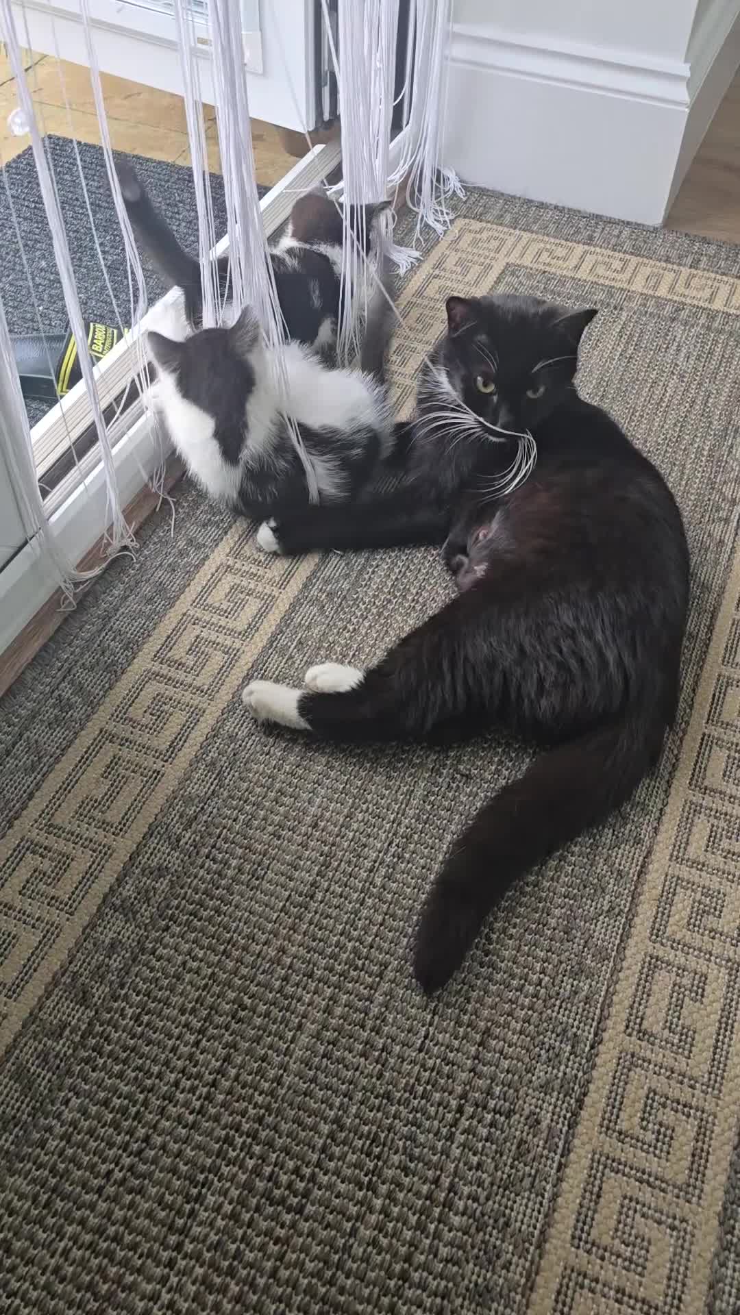 Mixed Breed cats for sale: Adorable Black&White Kittens Ready Soon - Video 1