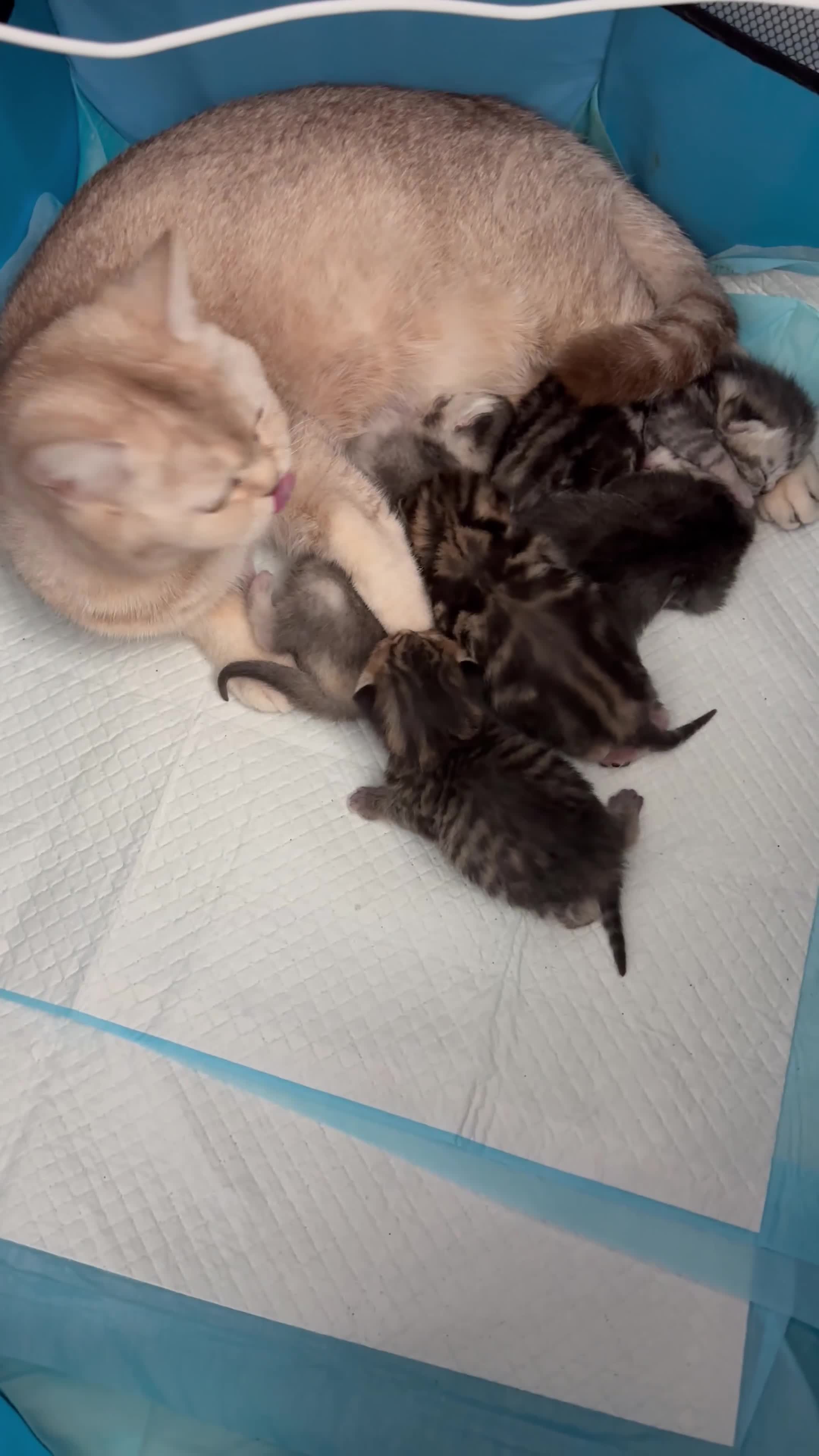 Mixed Breed cats for sale: Beautiful boys for sale - Video 2