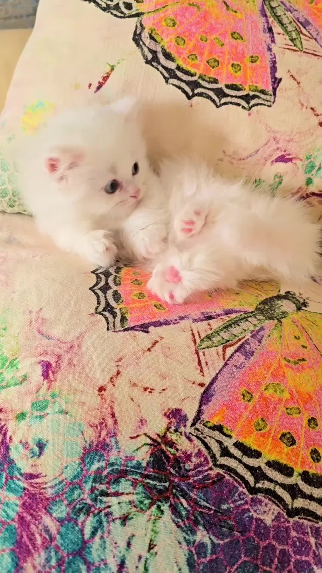 Persian cats for sale: Rare SHORT LEG Persian - Video 2