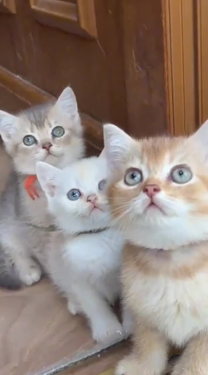 British Longhair cats for sale: TICA BRITISH SHORTHAIR & LONGHAIR KITTENS  - Video 1