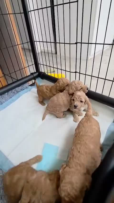 Miniature Poodle dogs for sale: Miniature Poodles RED DNA tested Manchester in Manchester - Video 1