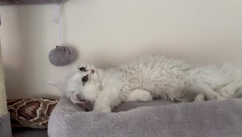 Persian cats for sale: Two stunning Chinchilla Persian Kittens - Video 2