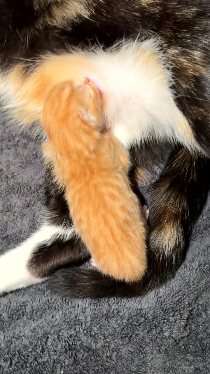 Domestic Shorthair cats for sale: Domestic short head mix tabby in Farnborough - Video 1