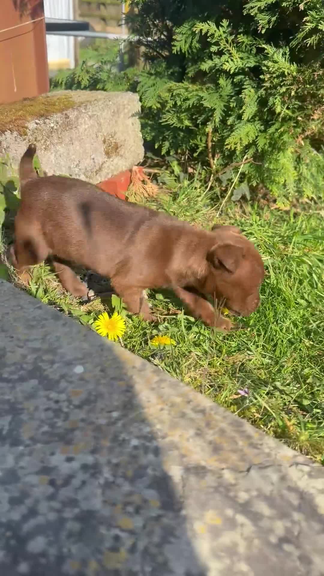 Patterdale Terrier dogs for sale: Adorable Patterdale Bitch  - Video 3