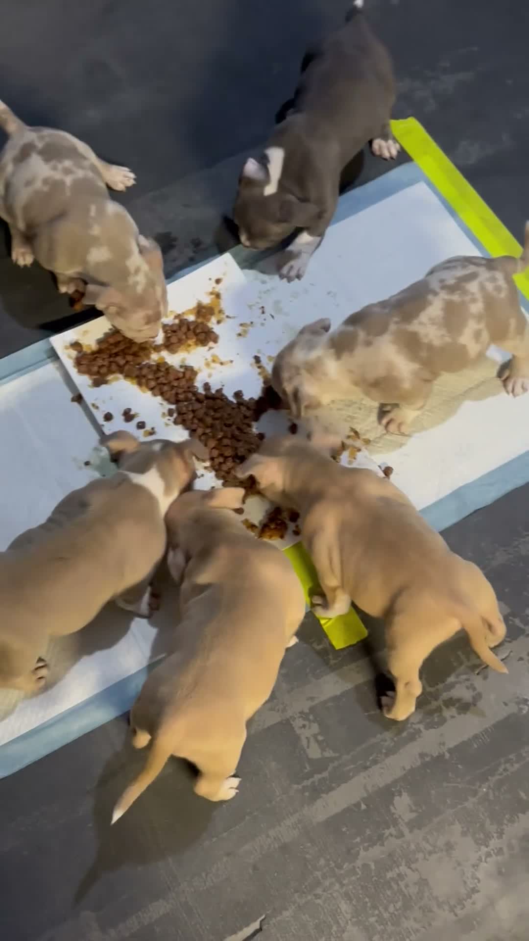 American Bully dogs for sale: Abkc pocket bully's in Barnsley - Video 3