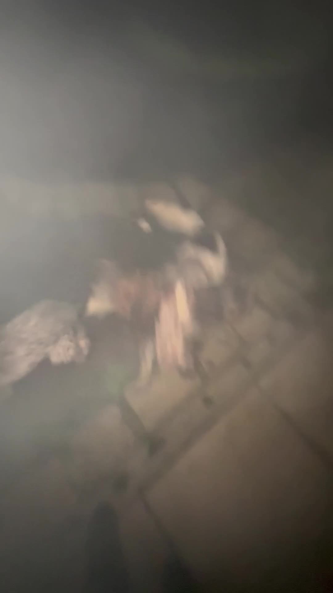 Cocker Spaniel dogs for sale: 1 kc cocker spaniel Bracken available  - Video 2