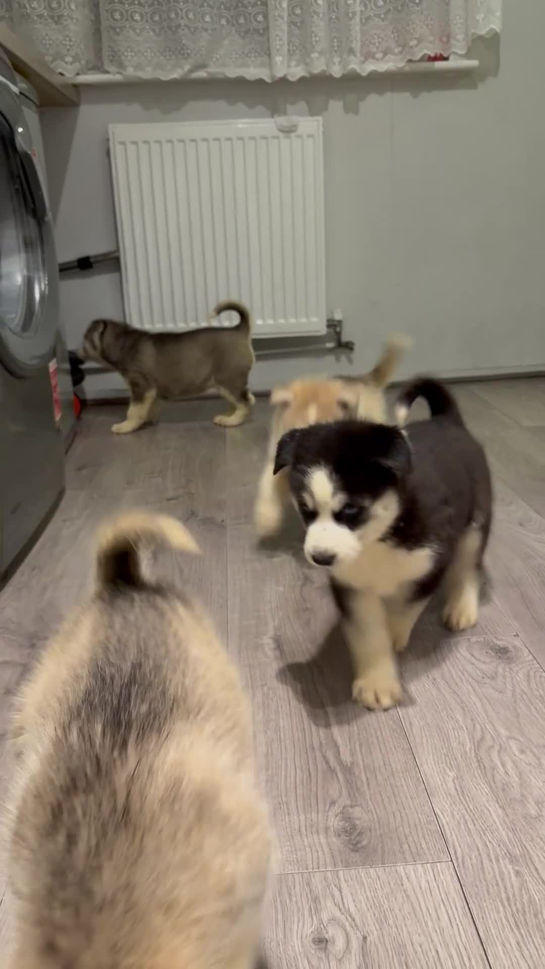 Siberian Husky dogs for sale: Puppies Siberian Huskies  - Video 2