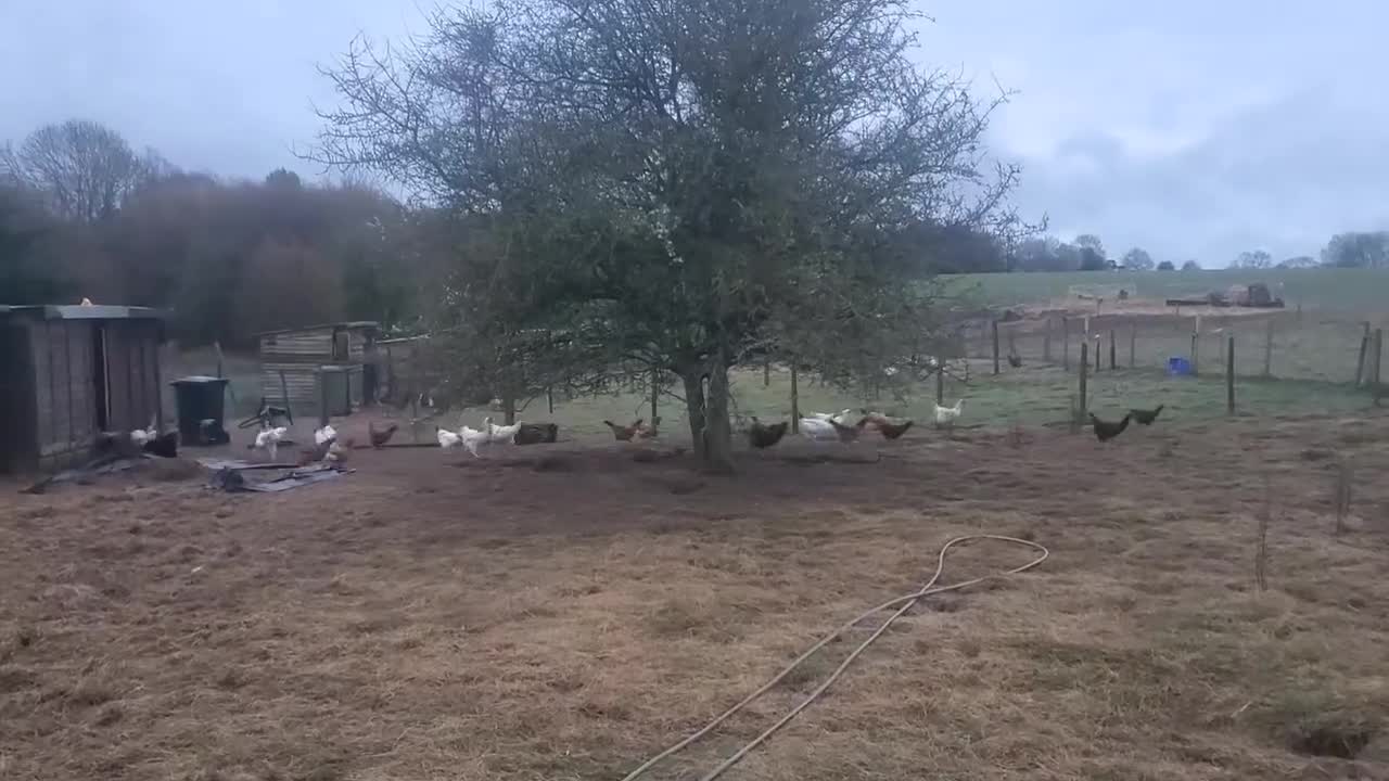 Chickens poultry for sale: 5 to 8 weeks old Pullets of Various Breeds - Video 1