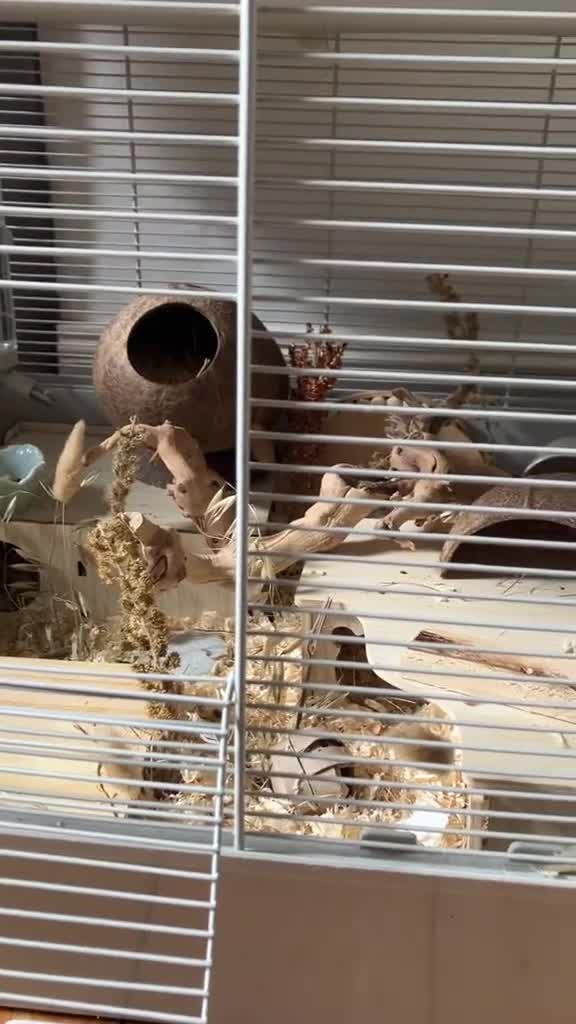 Hamster rodents for sale: 💕 Beautiful Robo in need of a home - with cage - Video 1