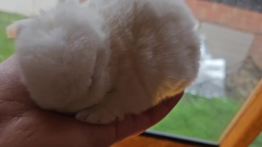 Mini Lop rabbits for sale: 🤎Gorgeous Purebred mini lops 🤎 - Video 3