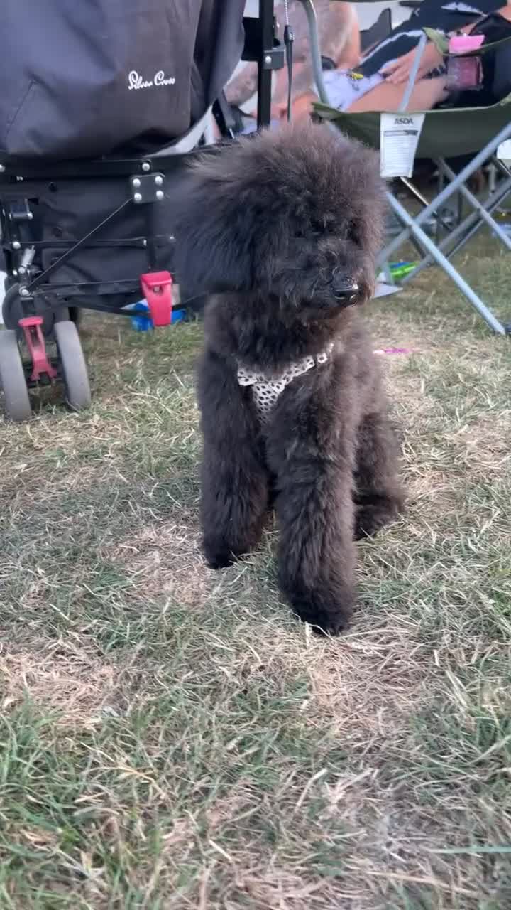 Cavapoo dogs for sale: 🐾Beautiful Girl 6 Month Old F1 CavapooCoco 🐾 in Southampton - Video 1