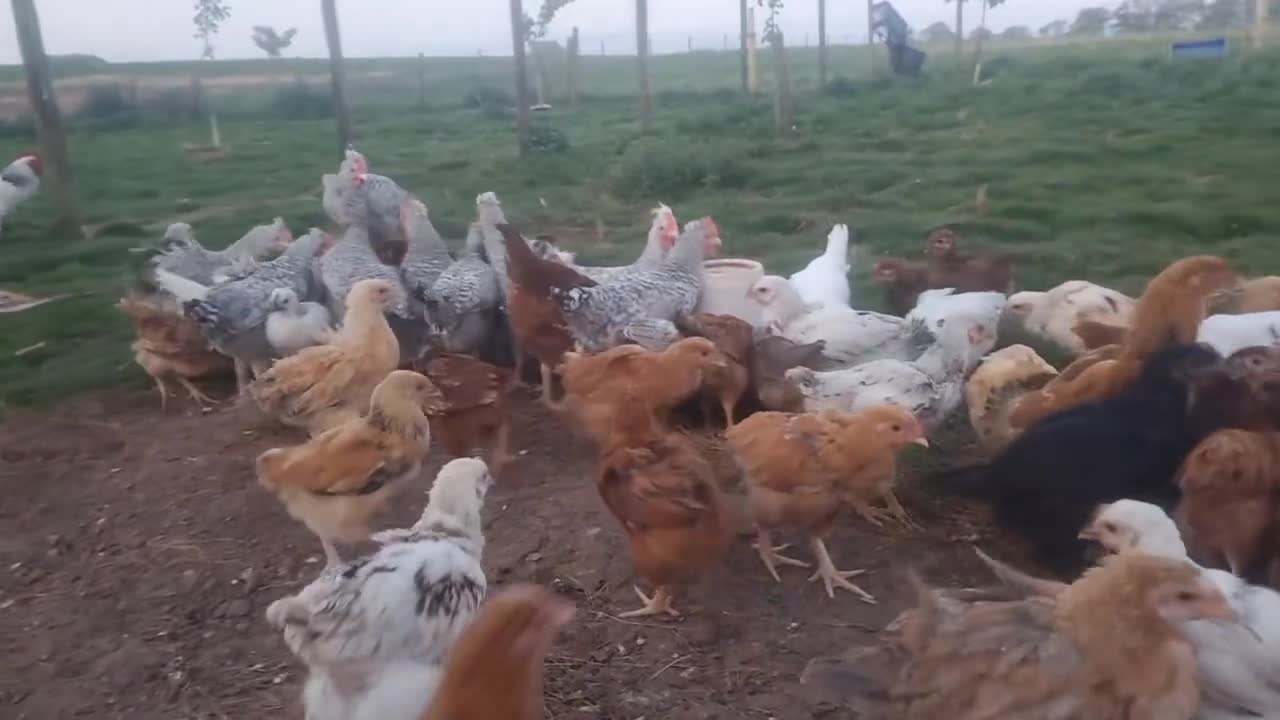 Mixed Breed poultry for sale: Day Old to 7 Week Chicks Farmyard Crosses - Video 2