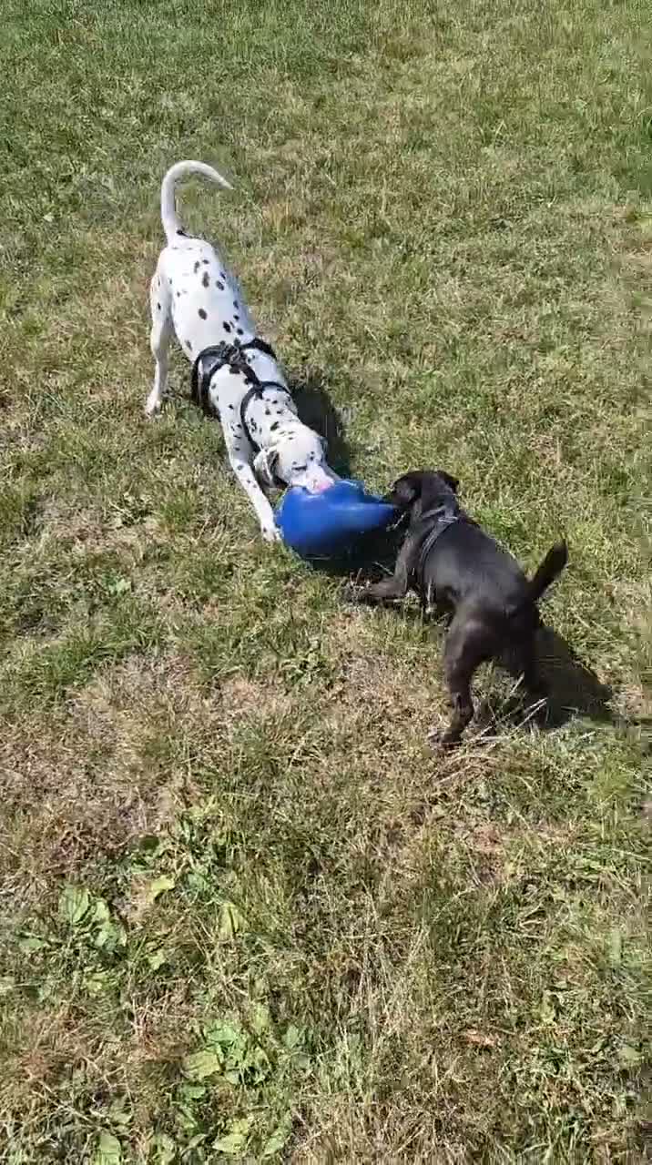Dalmatian dogs for sale: Oscar 19 Month - Video 1