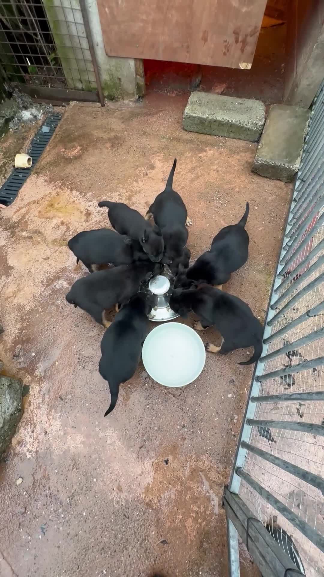 Belgian Shepherd Dog dogs for sale: Bull herder puppies for sale  - Video 2