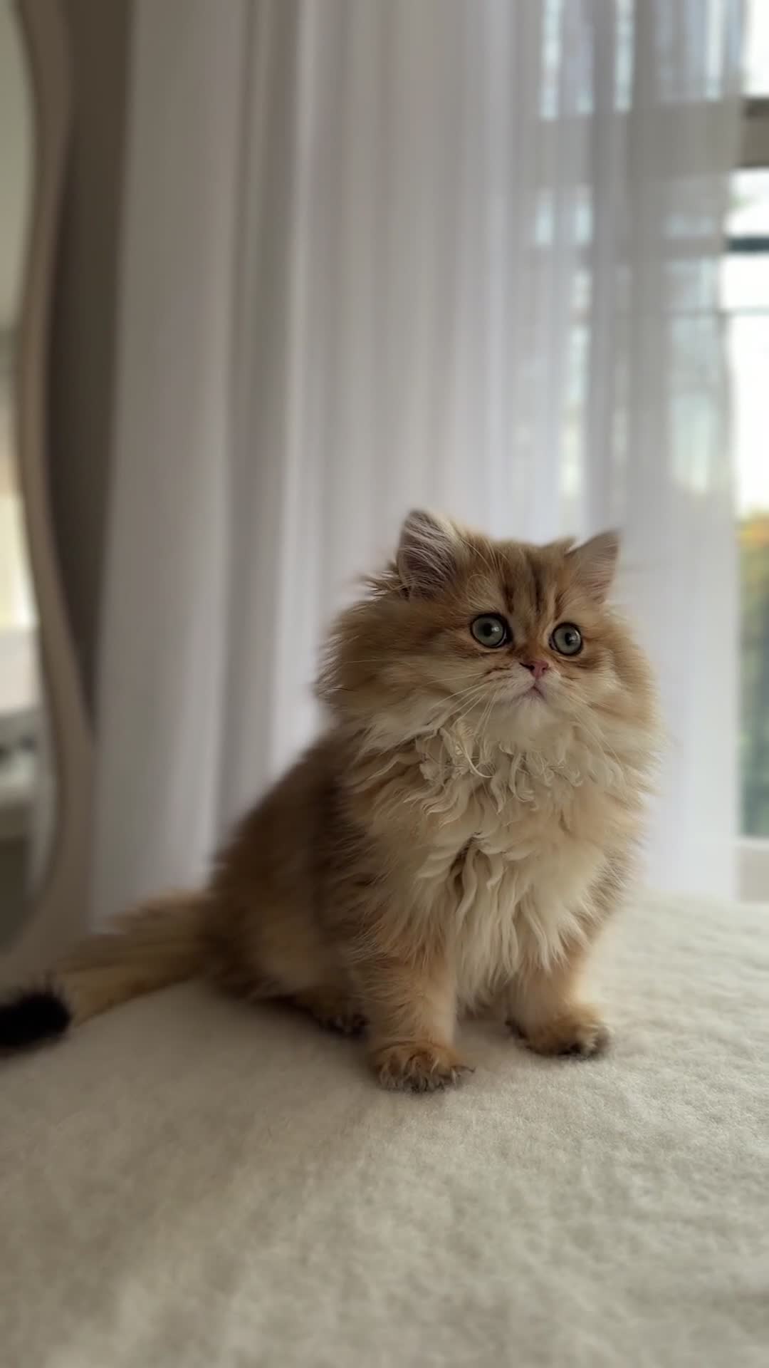 British Shorthair cats for sale: Golden British Longhair kitten  - Video 4