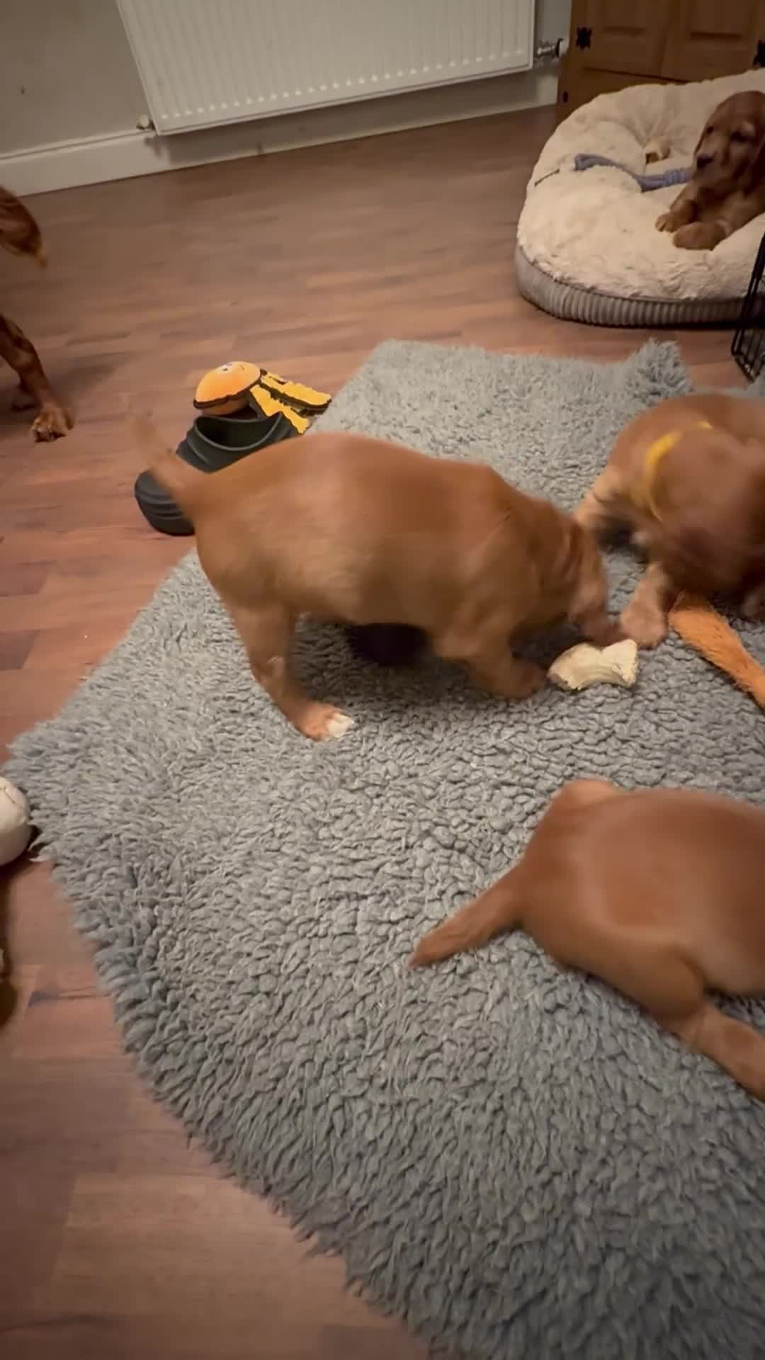 Cocker Spaniel dogs for sale: Two beautiful cocker spaniel pups ready now  - Video 1