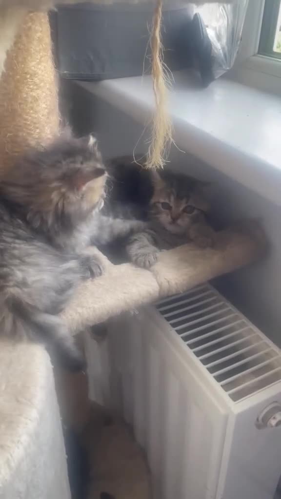 Mixed Breed cats for sale: Adorable Persian-X kittens for sale  - Video 4