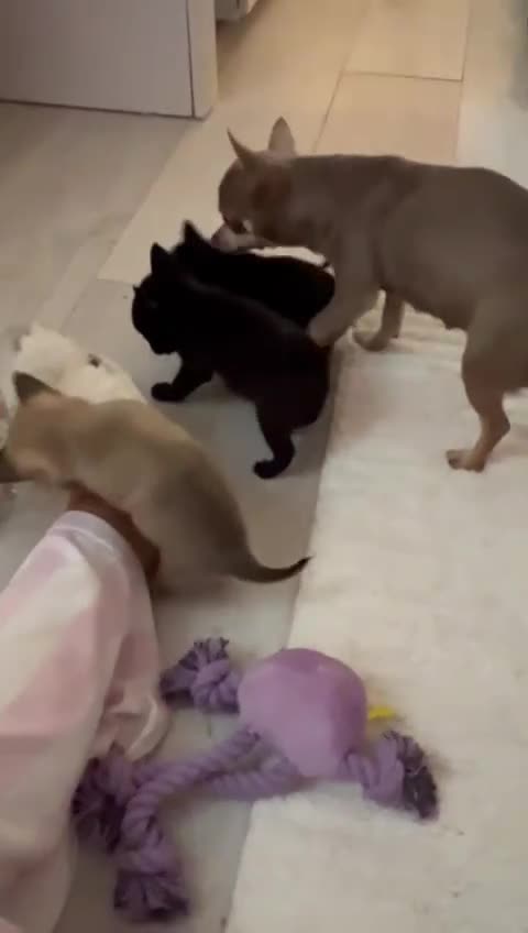 Pomchi dogs for sale: 5 beautiful xs pomchi (open to offers) - Video 3