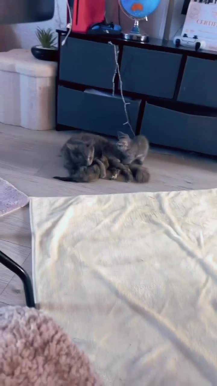 Mixed Breed cats for sale: RARE ragdoll mix kittens  - Video 1