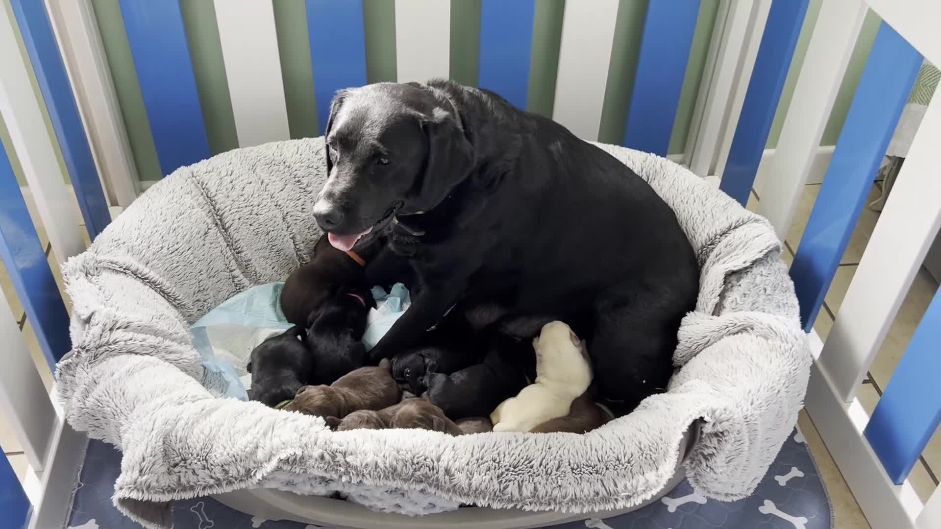 Labrador Retriever dogs for sale: KC labrador pups from fully health tested parents - Video 3