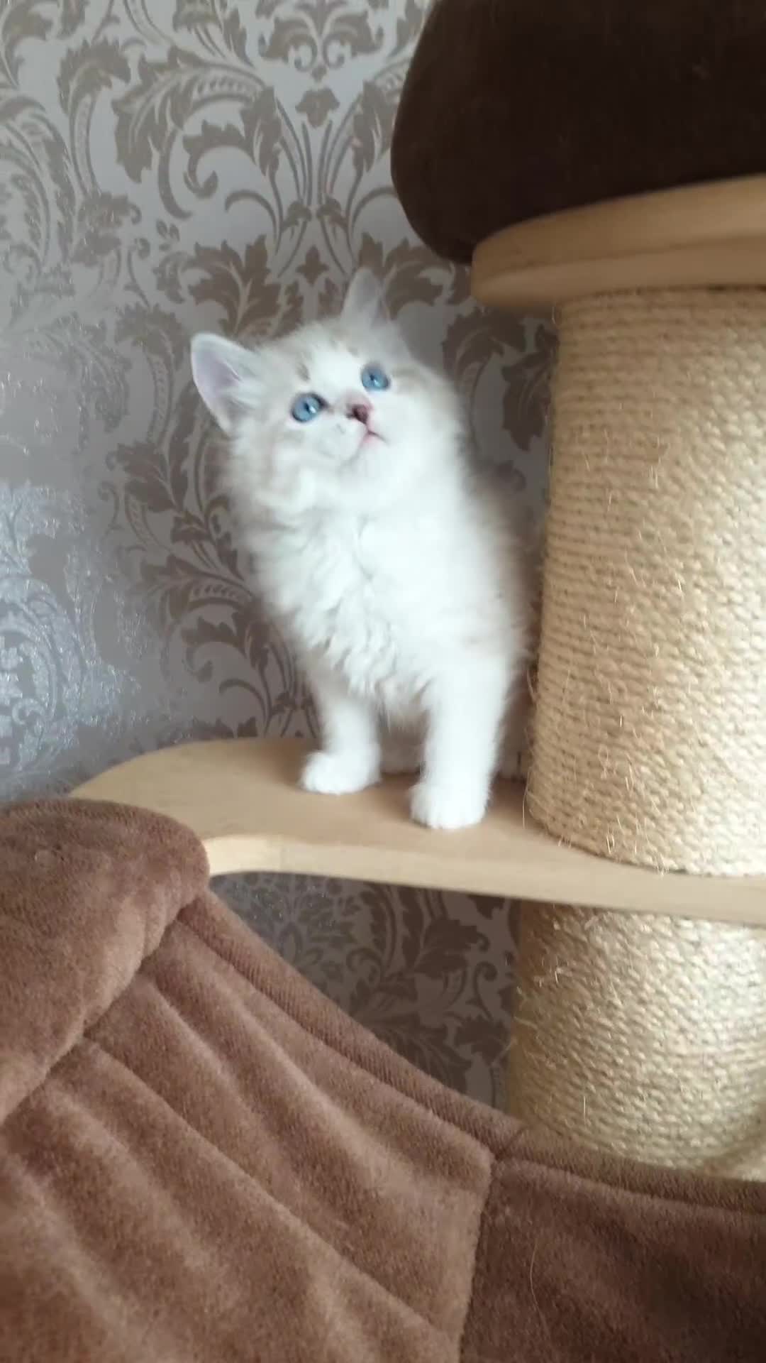 Ragdoll cats for sale: Last beautiful Snowleopard boy available  - Video 2