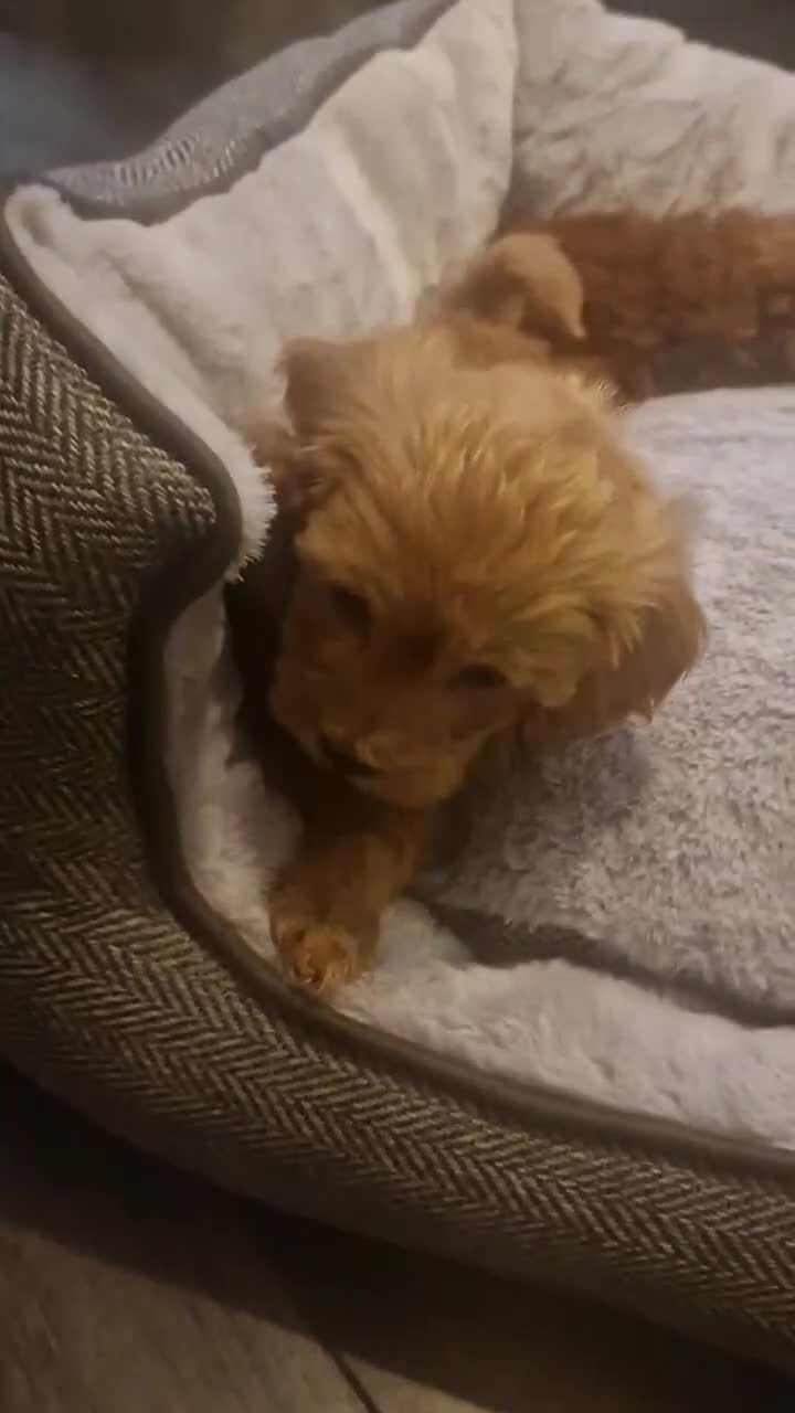 Mixed Breed dogs for sale: 6 red maltipoos - Video 1