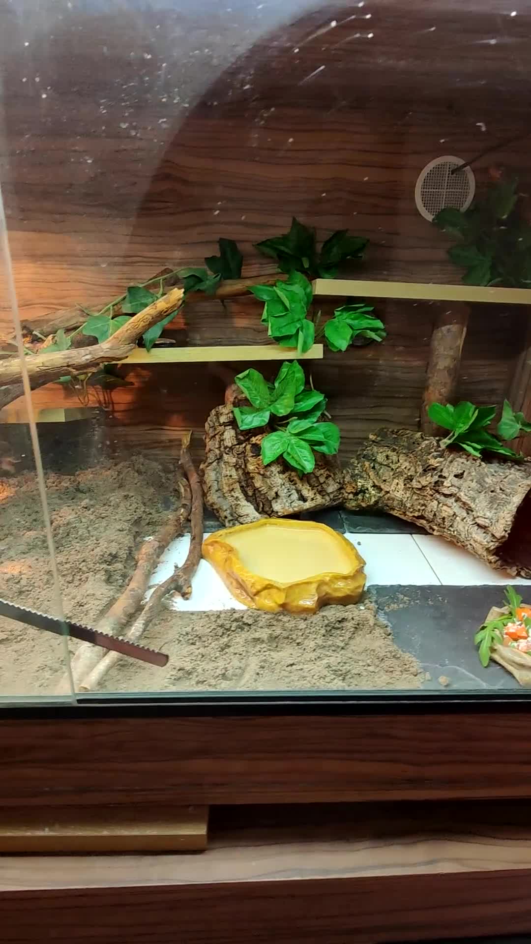 Bearded Dragon reptiles for sale: 2 gorgeous beardies looking for new forever home.  - Video 1