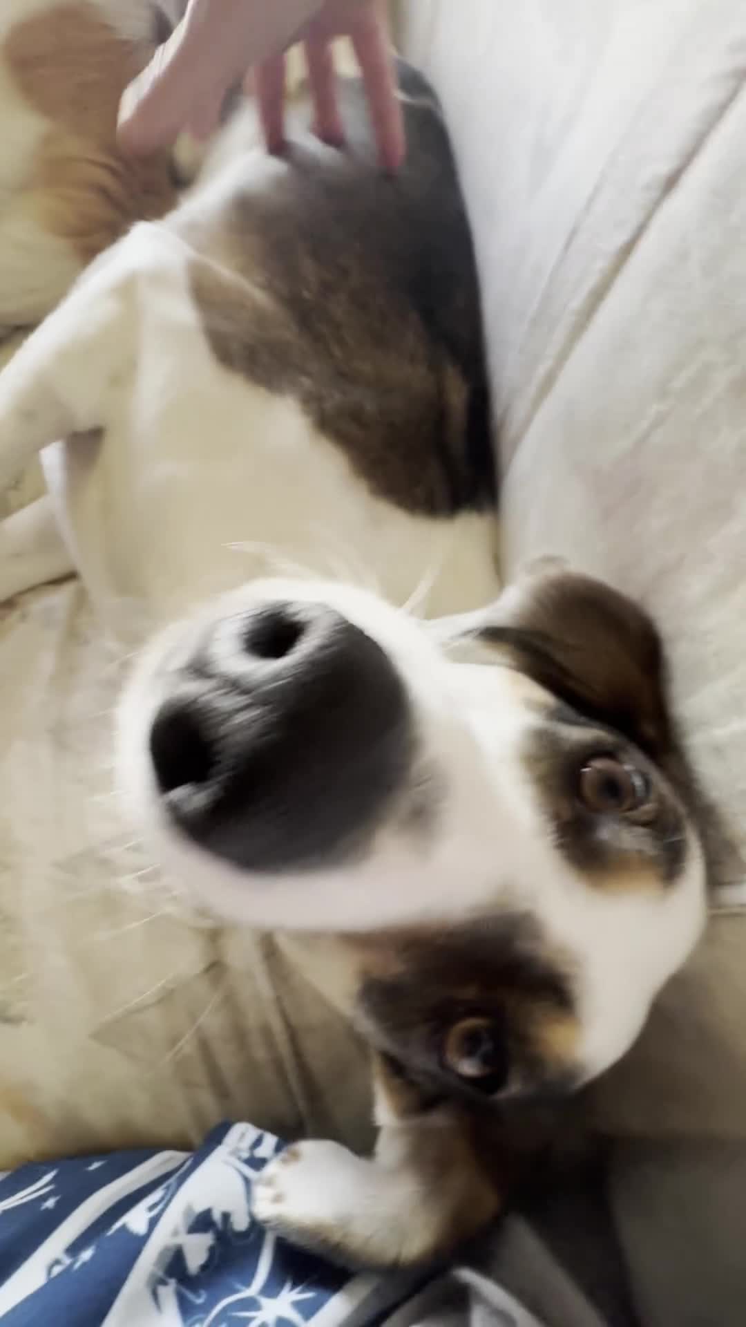 Mixed Breed dogs for sale: Sweet boy Hudson looking for his family  - Video 3