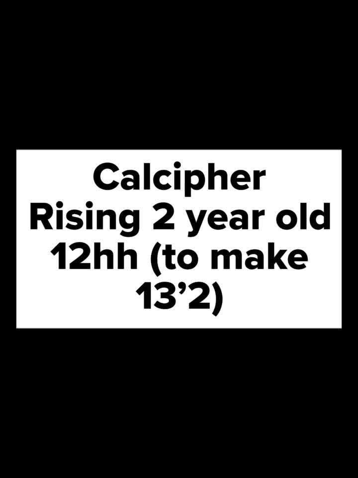 Welsh Section B horses for sale: Calcipher rising 2 year old, 12hh to make 13’2 in Oswestry - Video 1