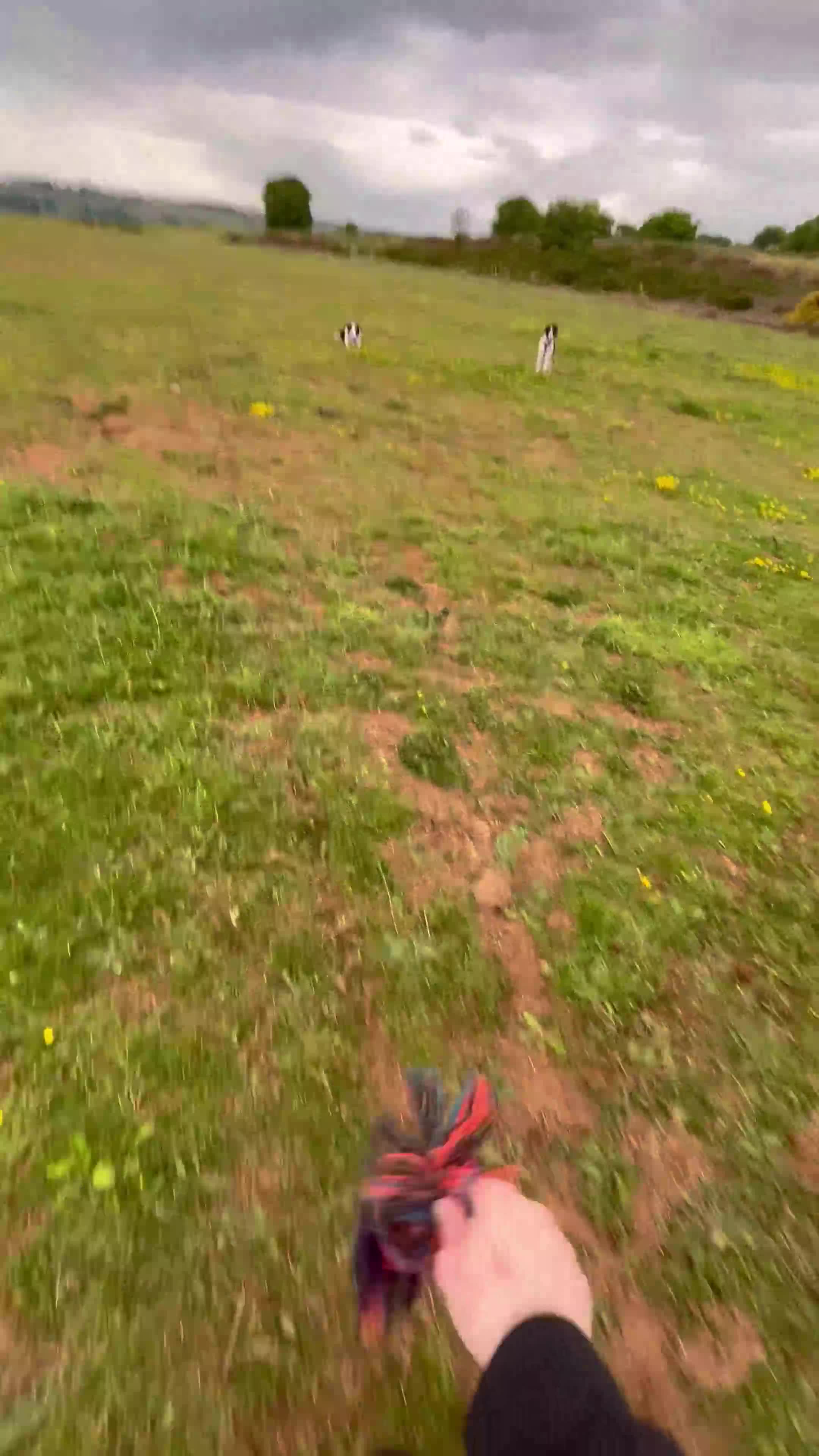 Border Collie dogs for sale: Cooper and Juno - Video 2