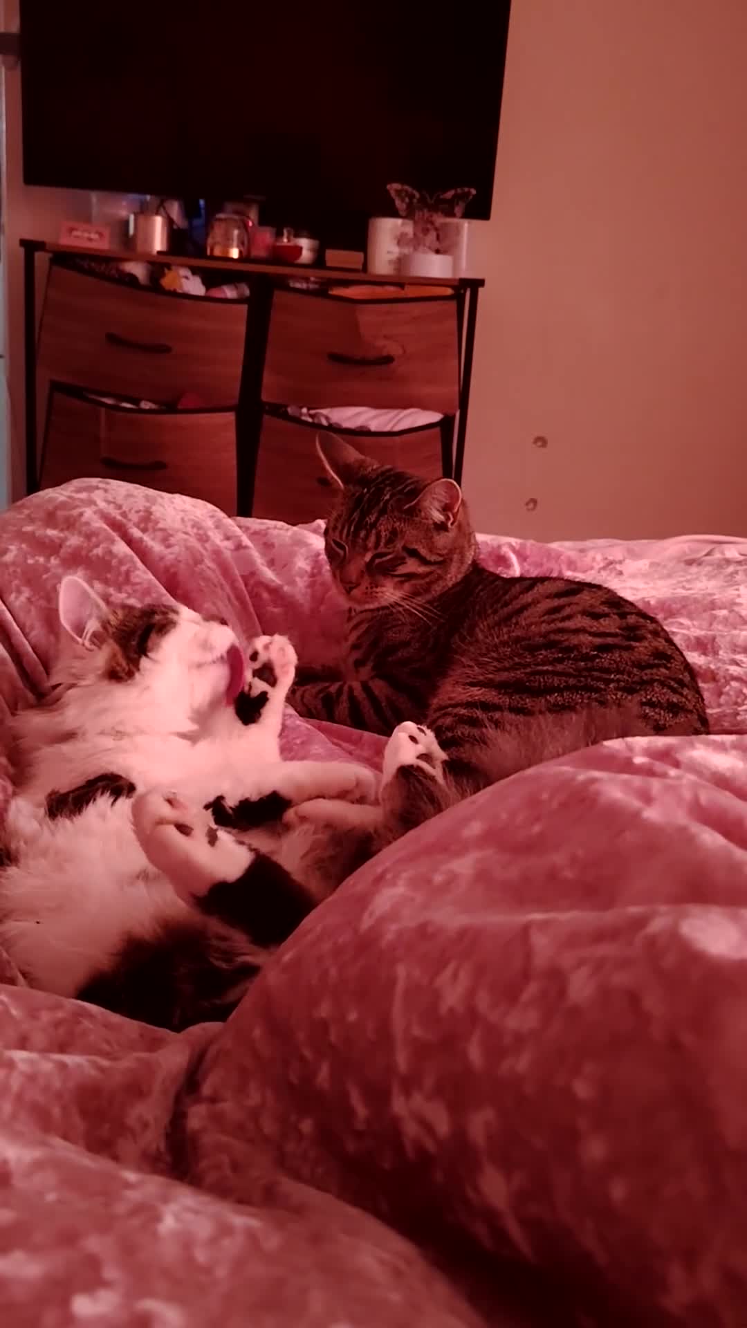 Mixed Breed cats for sale: Noah and Tigs 2 male cats mixed breed moggys - Video 1