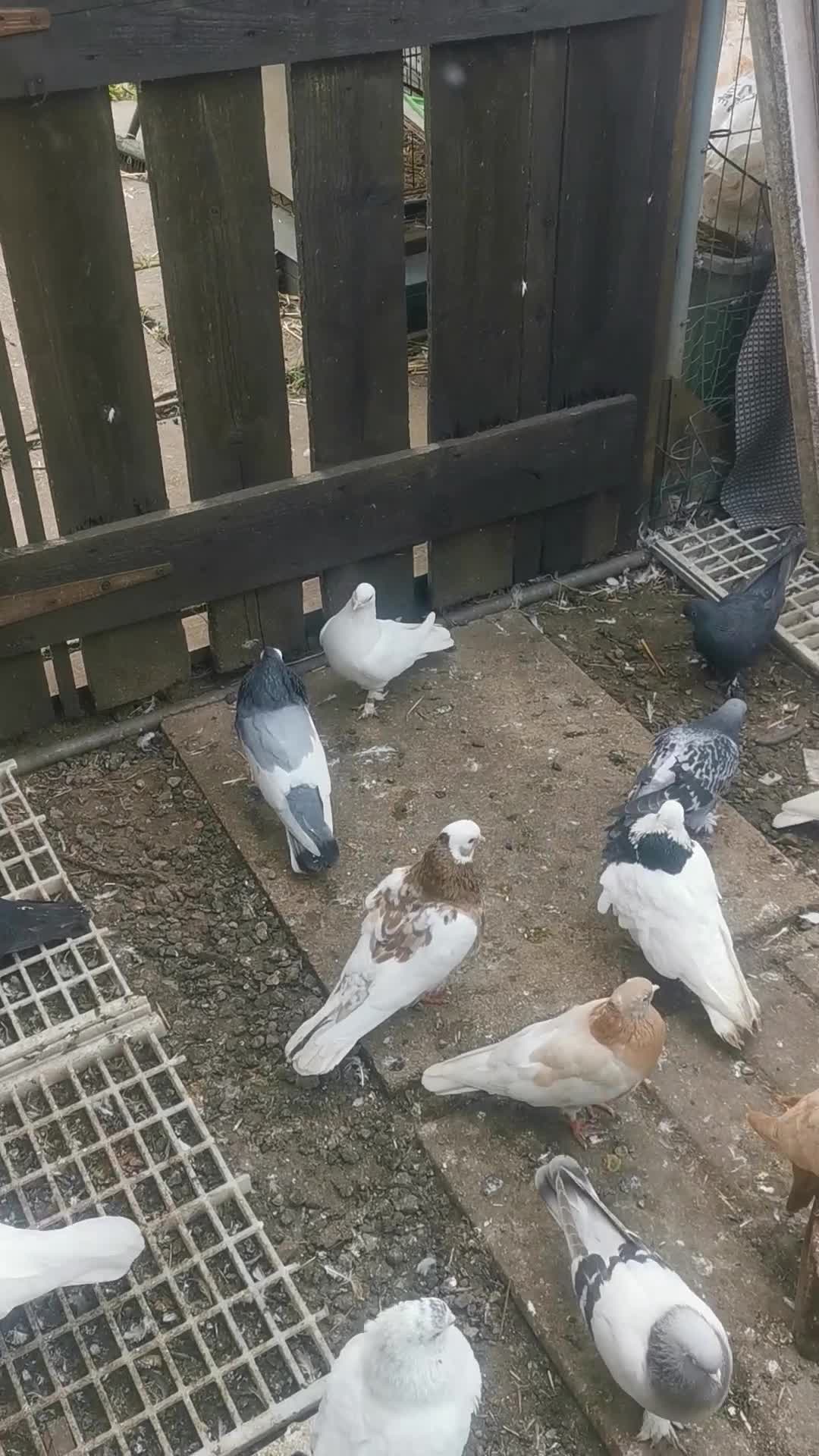 Pigeons birds for sale: Pigeon for sale all good quality and healthy  - Video 1