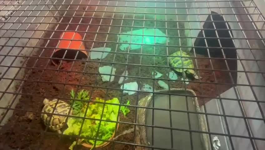Hermann Tortoise reptiles for sale: 2 Herman tortoises for sale with full set up - Video 1