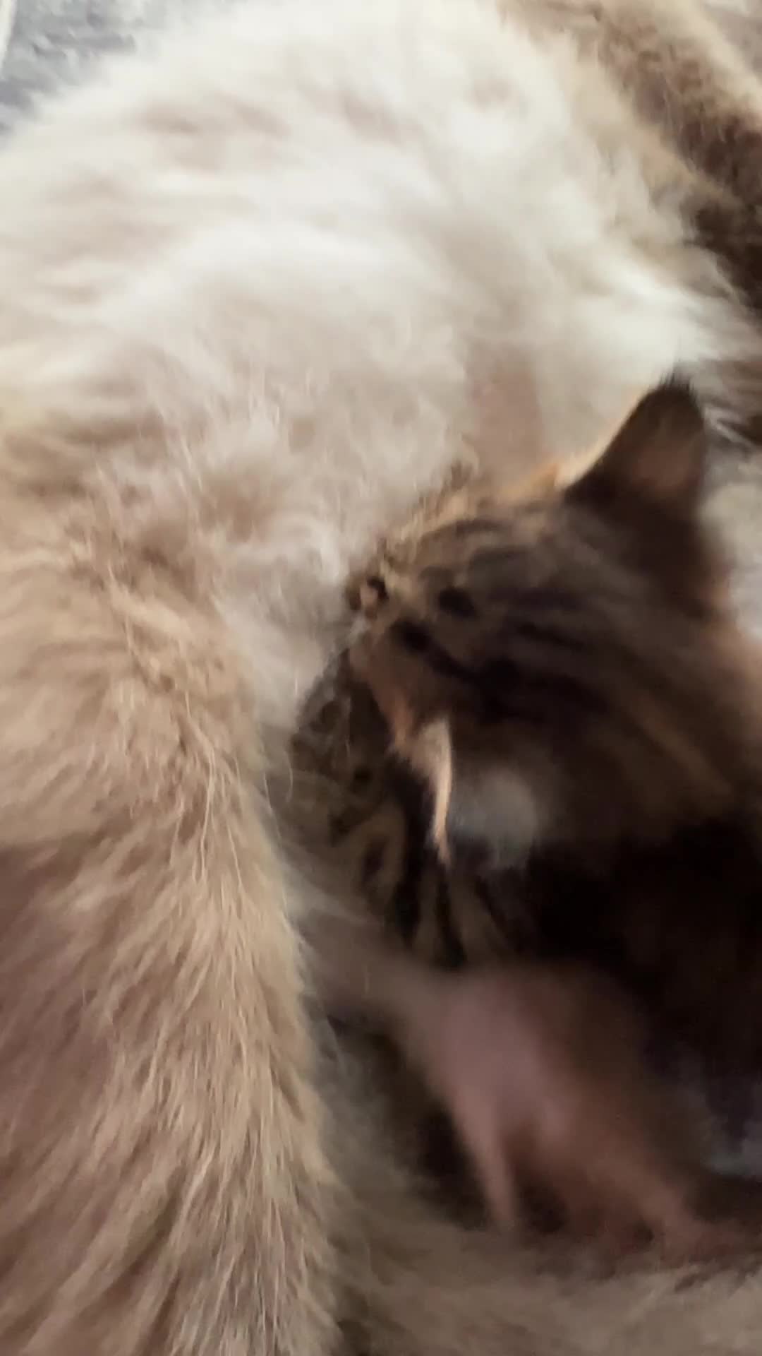 Mixed Breed cats for sale: Ragdoll Cross Kittens, 2 boys 1 girl - Video 1