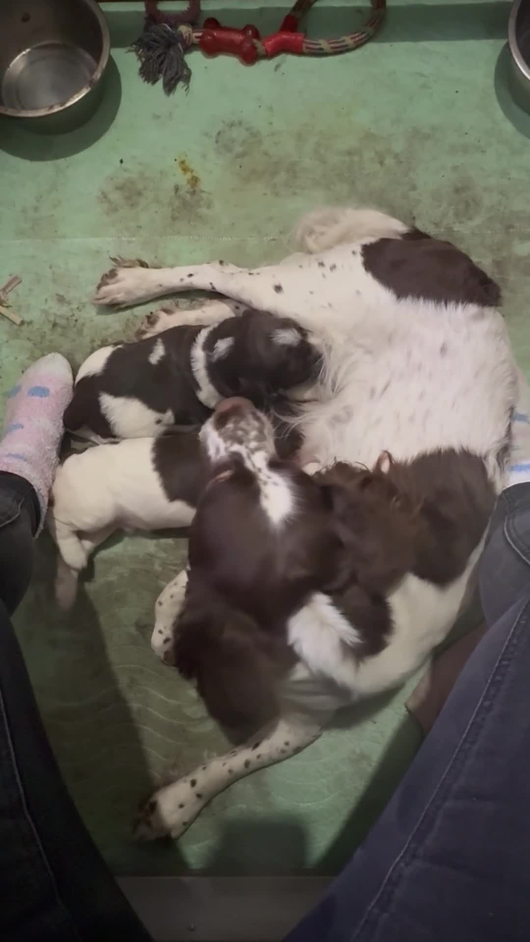 English Springer Spaniel dogs for sale: English Springer Spaniel Puppies - Video 5