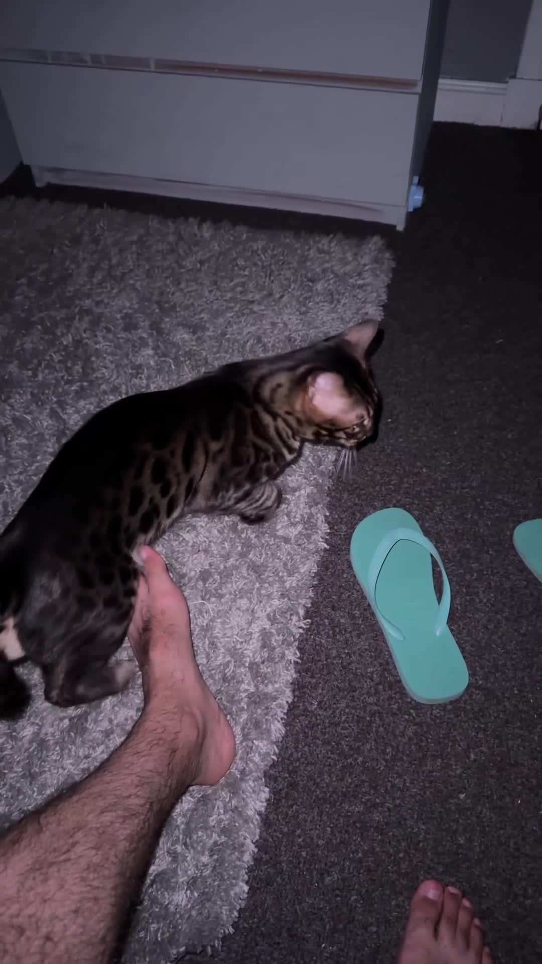 Bengal cats for stud: Stunning Bengal for stud - Video 1