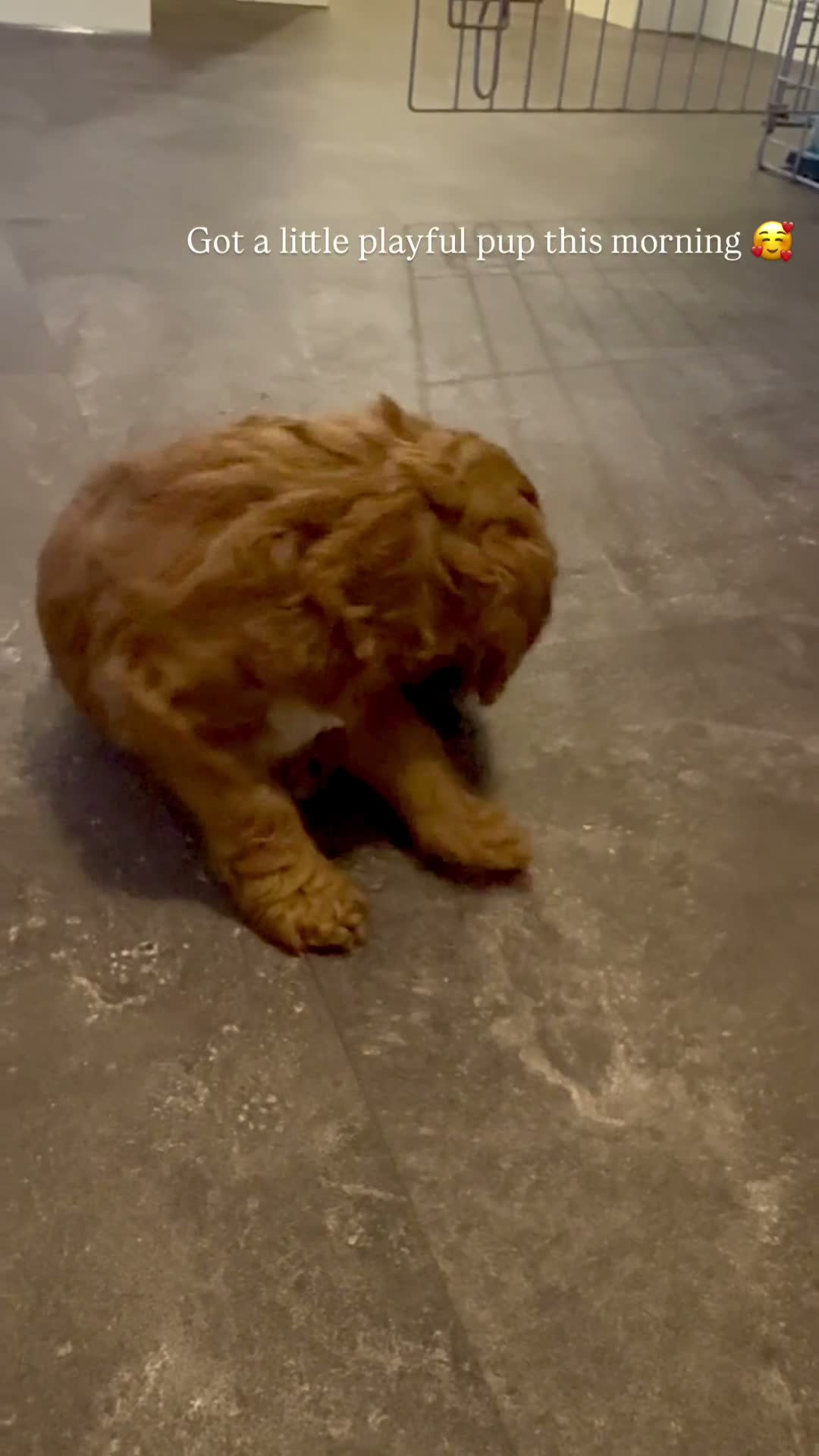 READY NOW! 1 MALE BEAUTIFUL COCKAPOO PUPPY for sale in Leominster ...