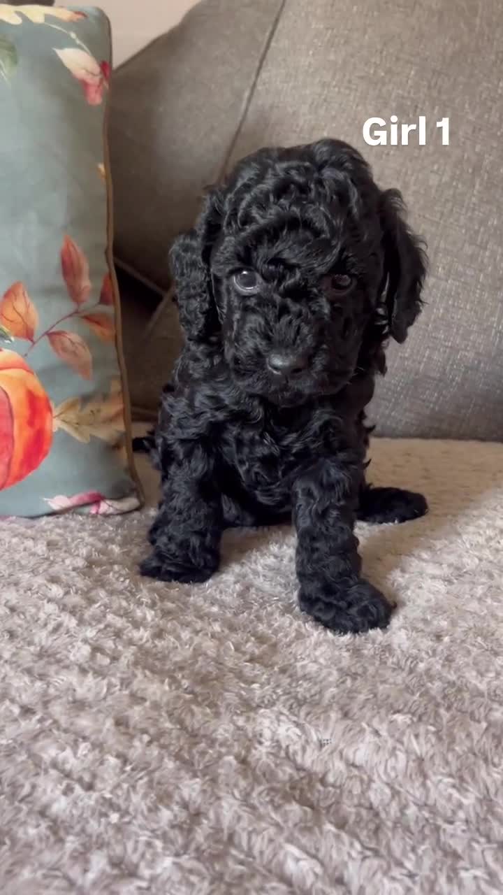Cockapoo dogs for sale: F2 cockapoo puppies  - Video 2