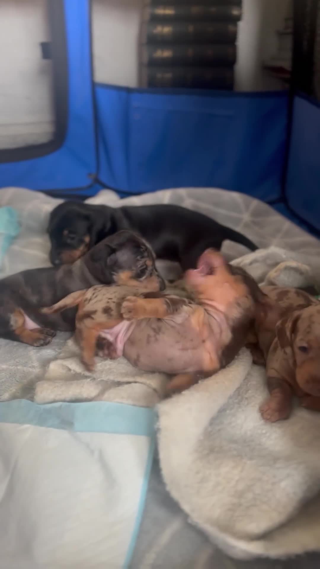 Dachshund dogs for sale: Dachshund Puppies Looking for forever Homes - Video 3