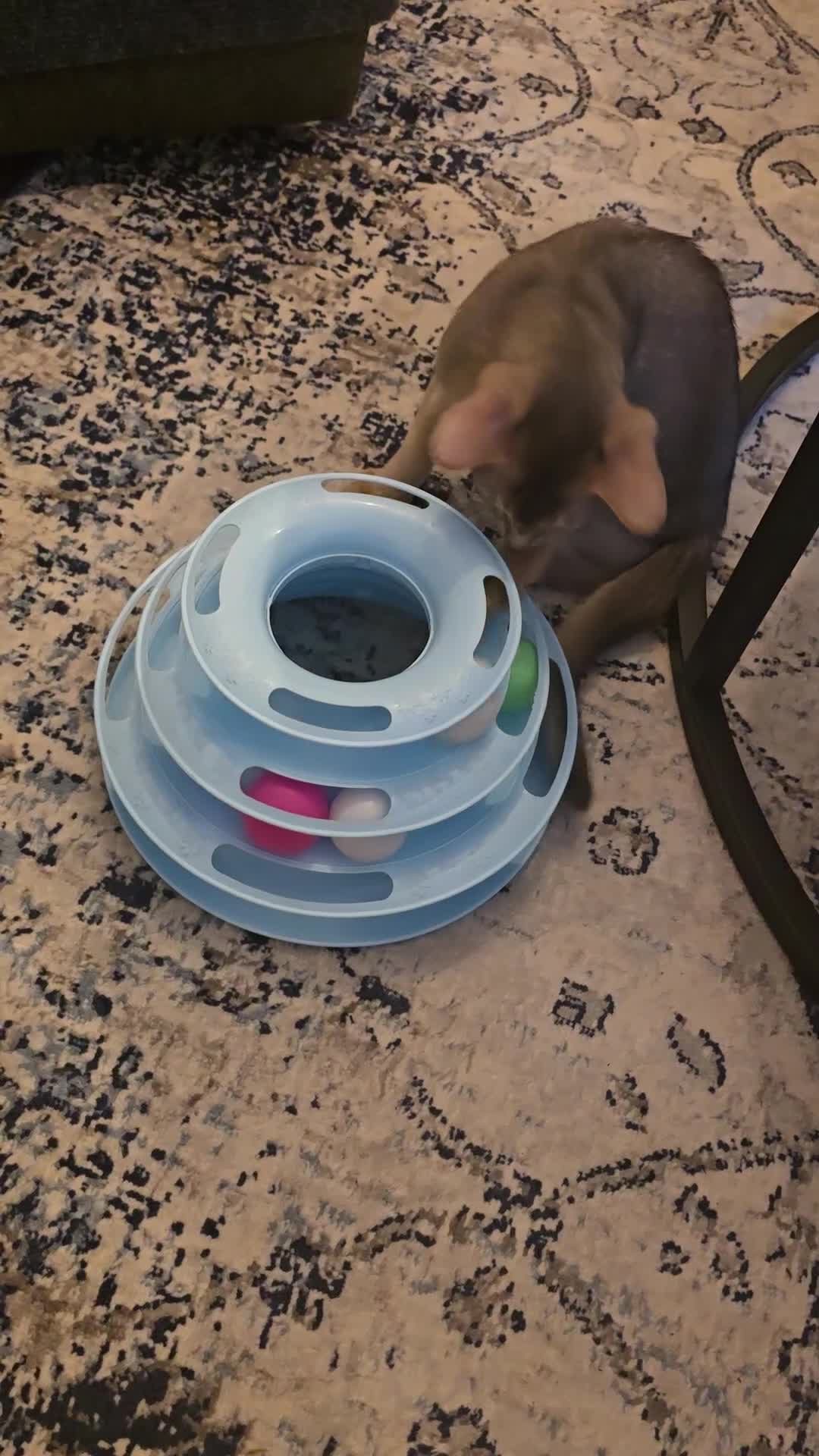 Abyssinian cats for sale: Abyssinian kittens for sale ! Just one boy left - Video 1