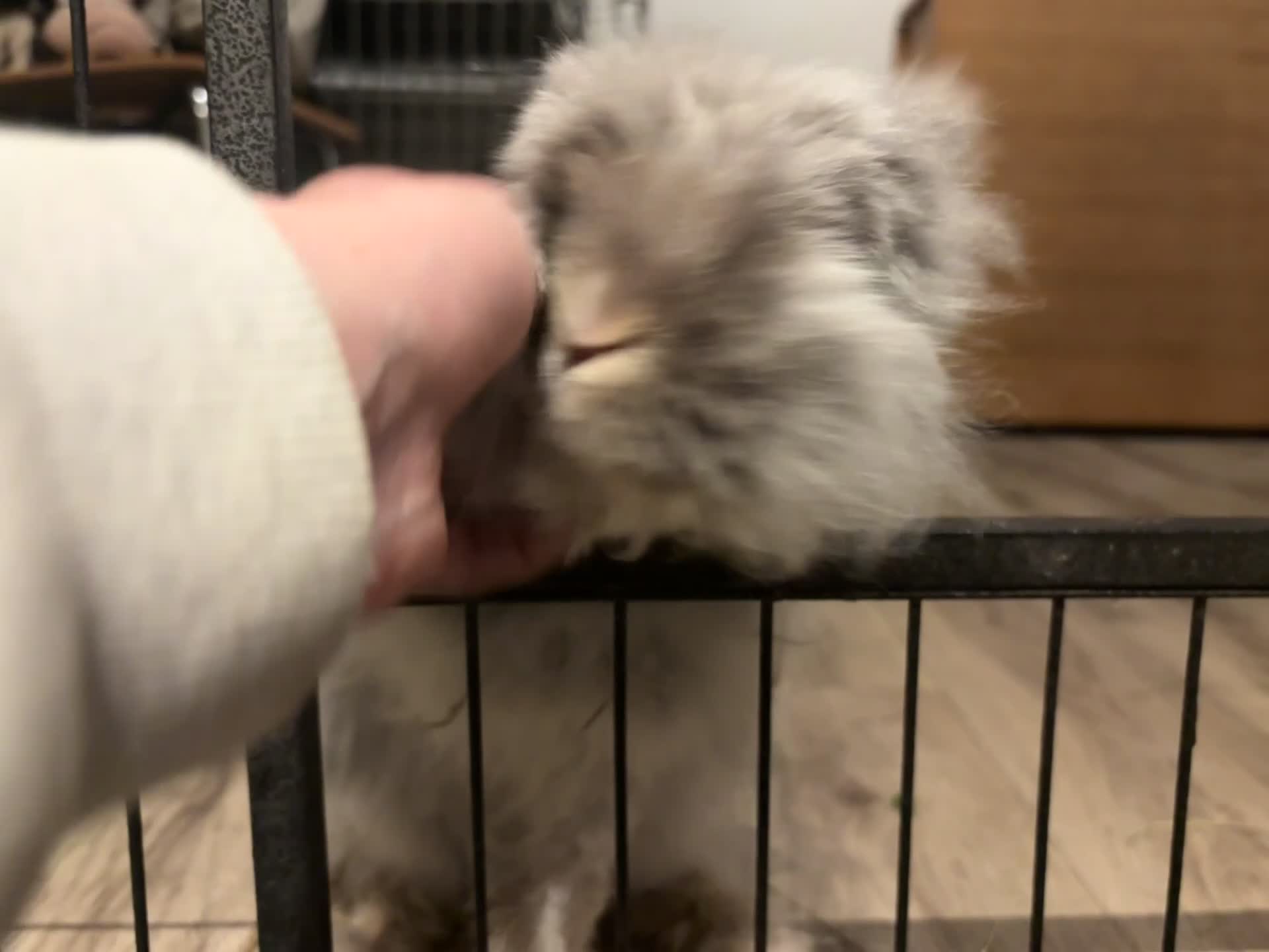 Angora rabbits for sale: Dudley - Video 2