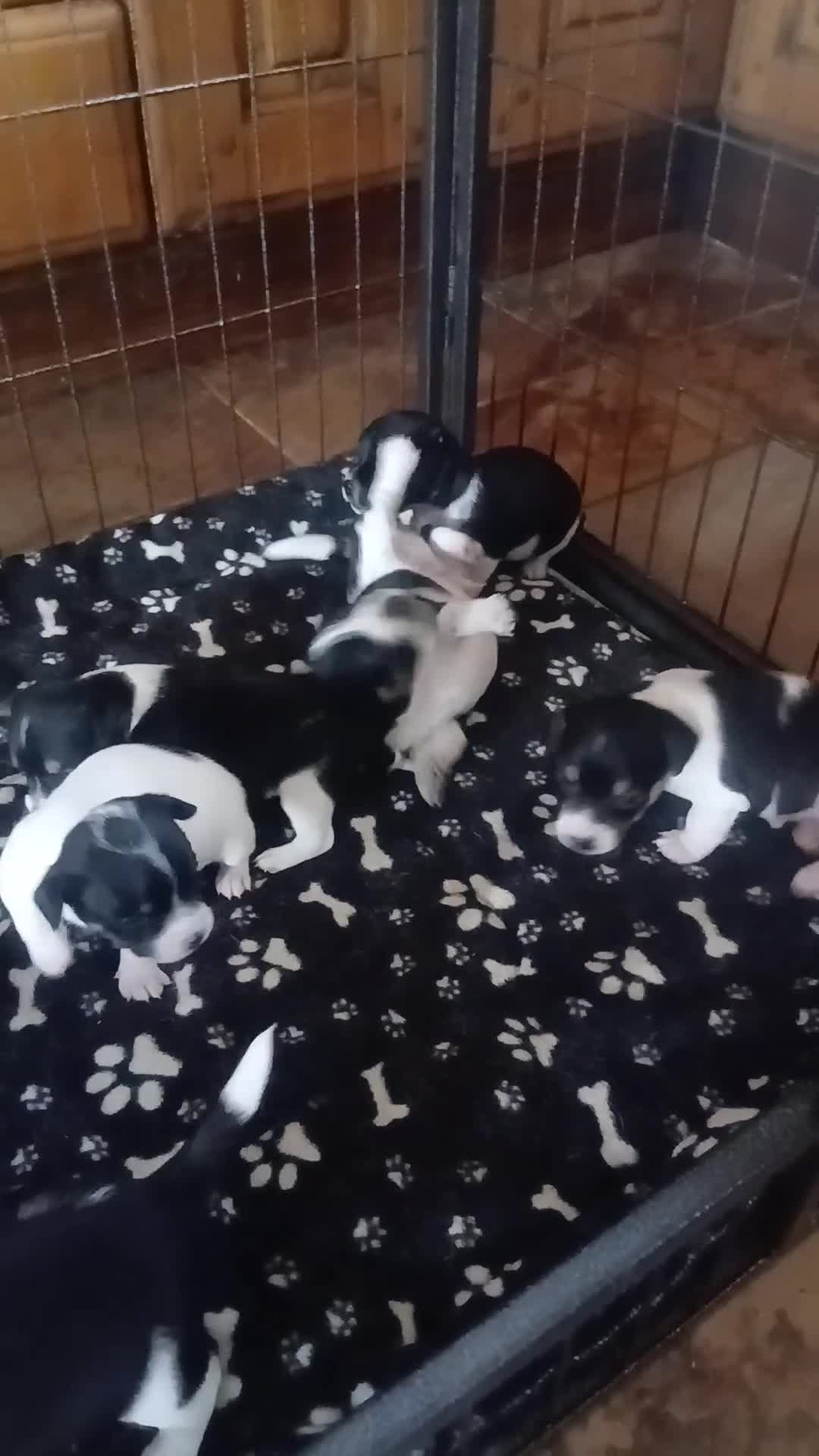 Jack Russell dogs for sale: Gorgeous Jack Russell puppies for sale - Video 4