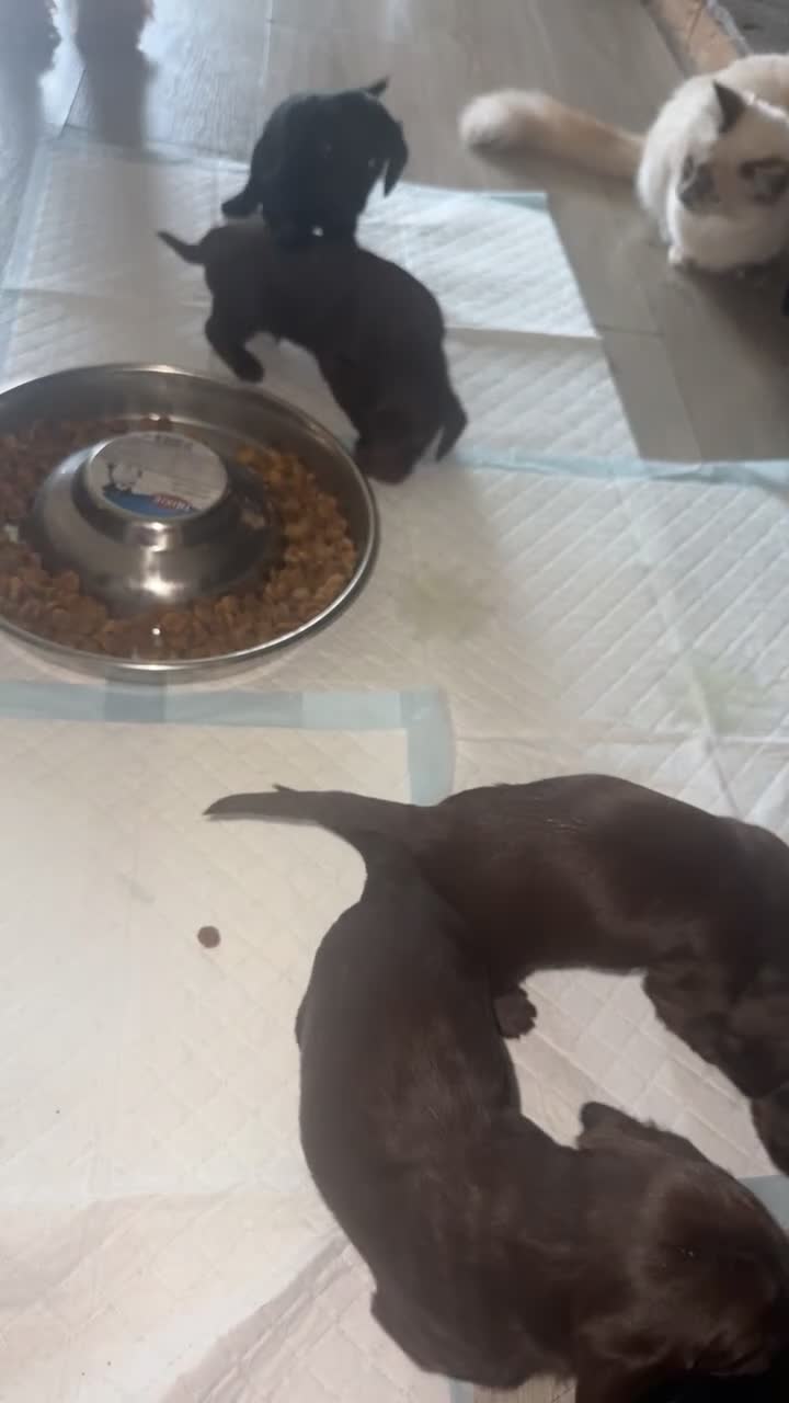 Mixed Breed dogs for sale: Doxiepoos puppies  in Ashington - Video 1