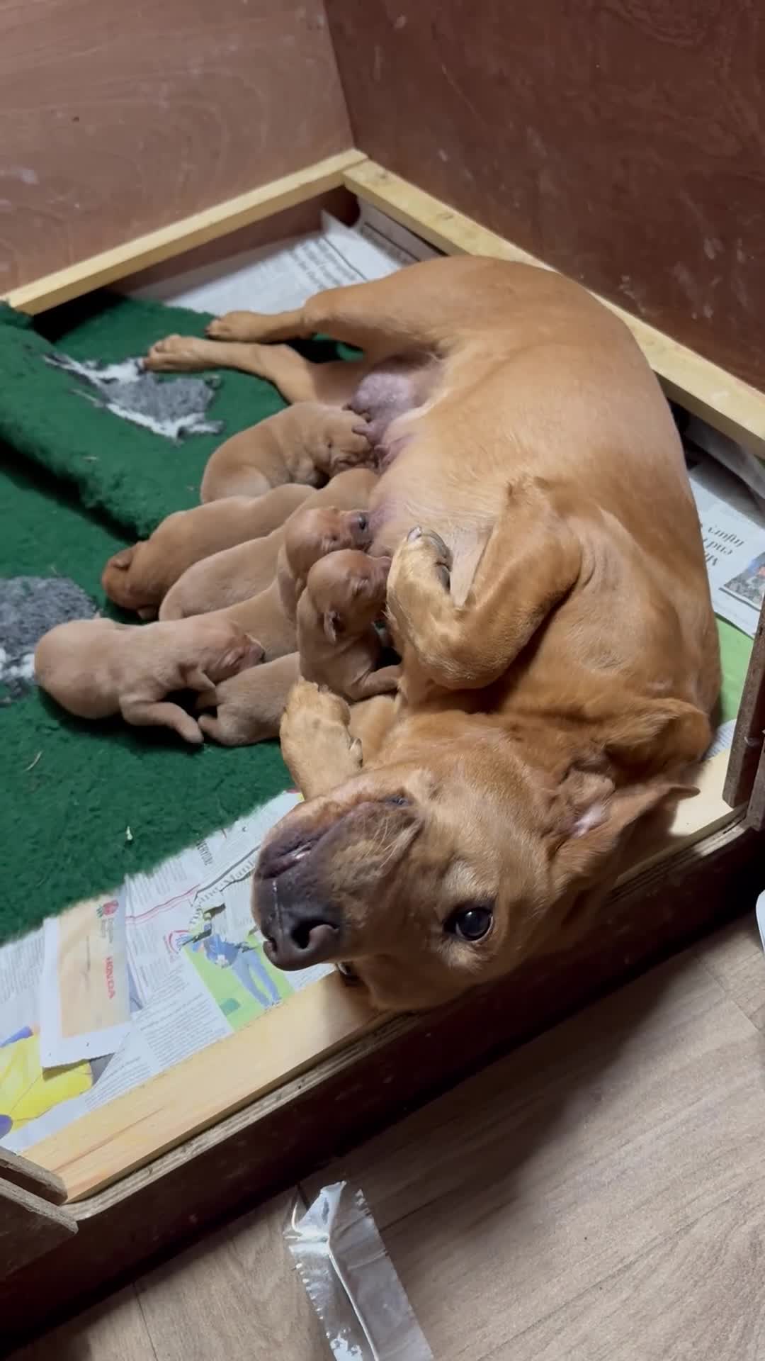Labrador Retriever dogs for sale: FOX RED LABRADOR PUPPIES PARENTS HEALTH TESTED in Chepstow - Video 1