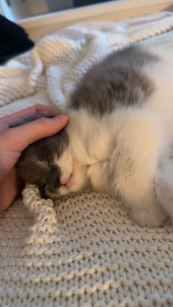 Mixed Breed cats for sale: domestic longhair kitten🐱 - Video 2