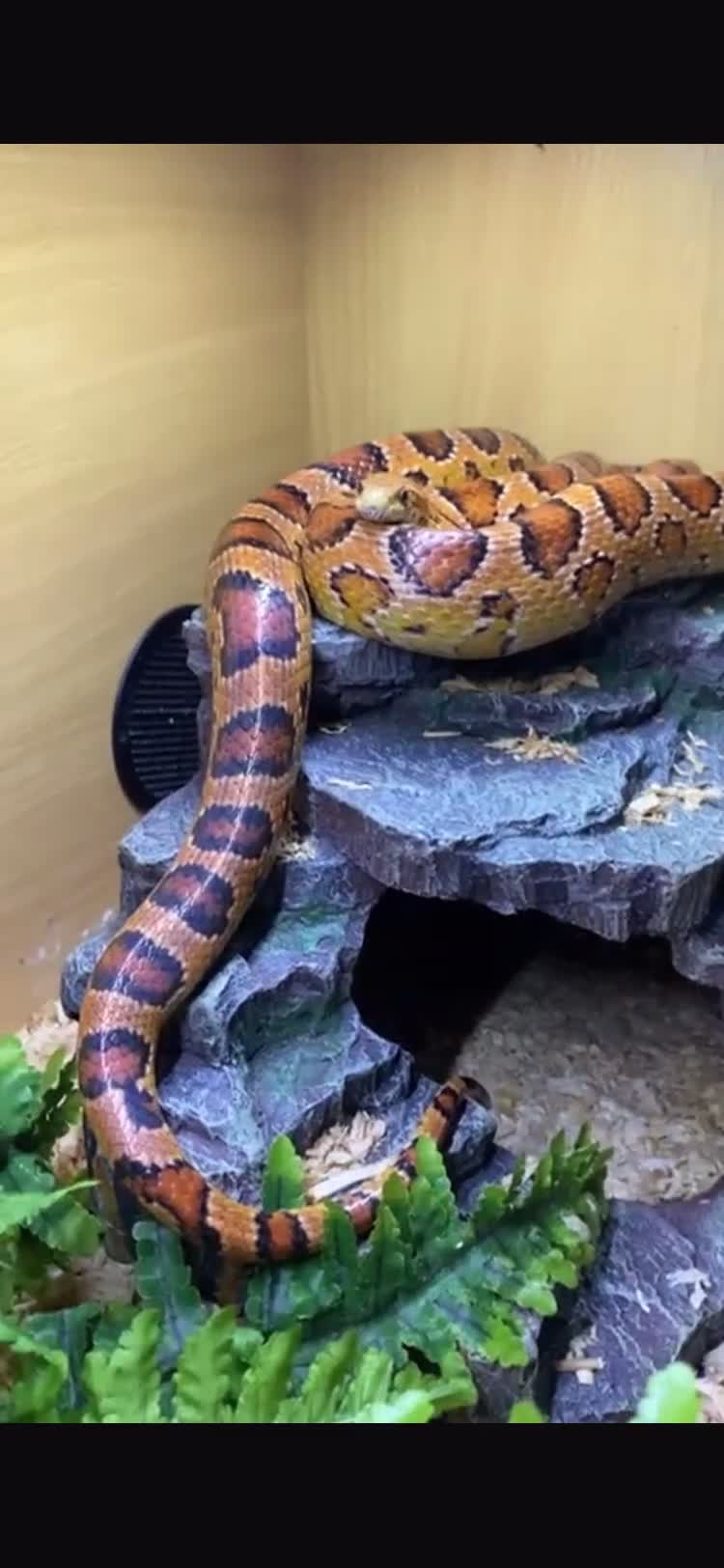 Corn Snake reptiles for sale: Corn snake  - Video 2