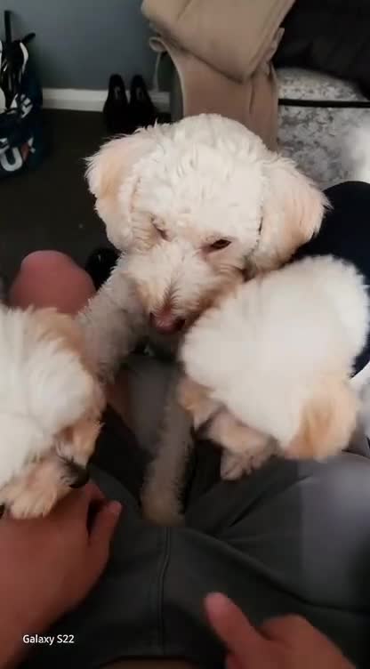 Cockapoo dogs for stud: Miniture Cocapoo for STUD in Warrington - Video 3