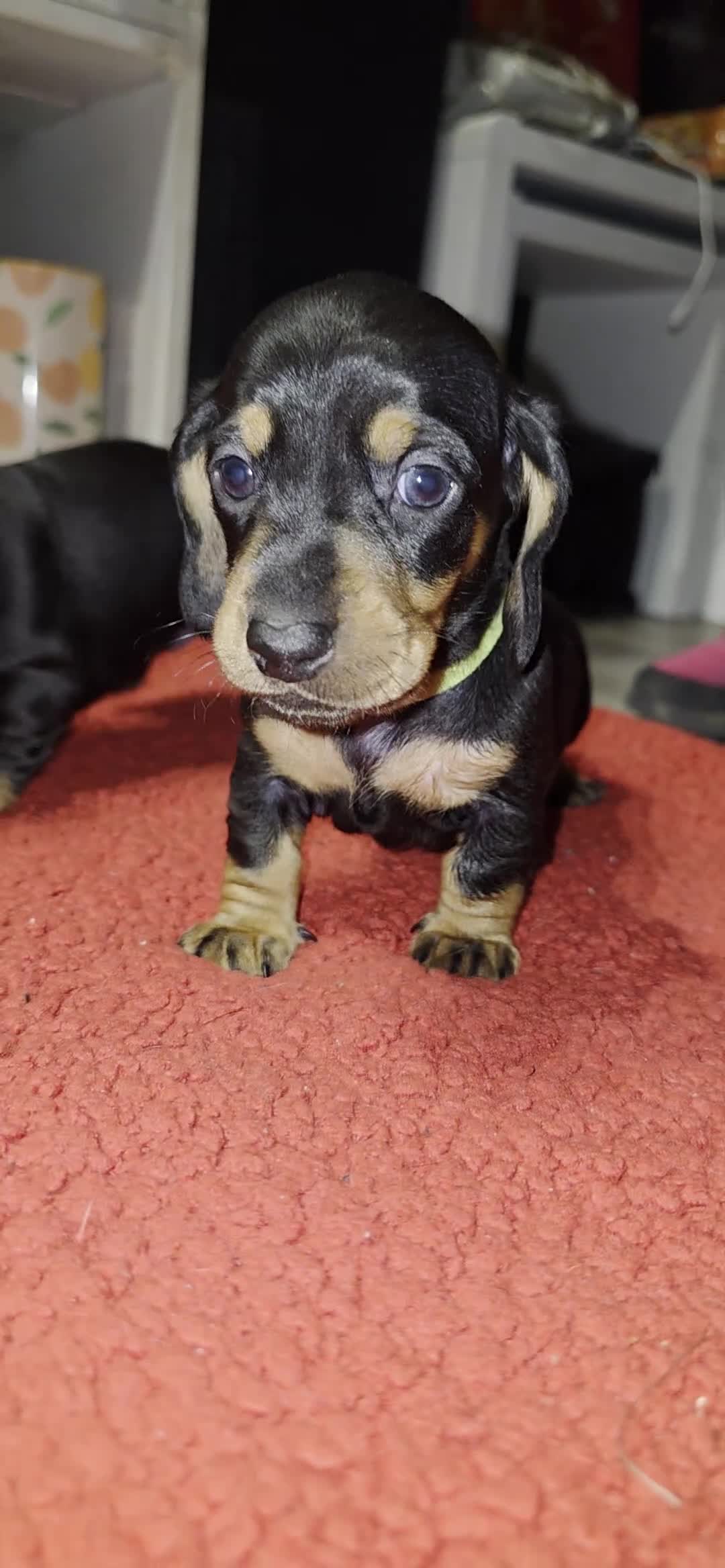 Miniature Dachshund dogs for sale: Miniature Dachshund  in Denny - Video 2