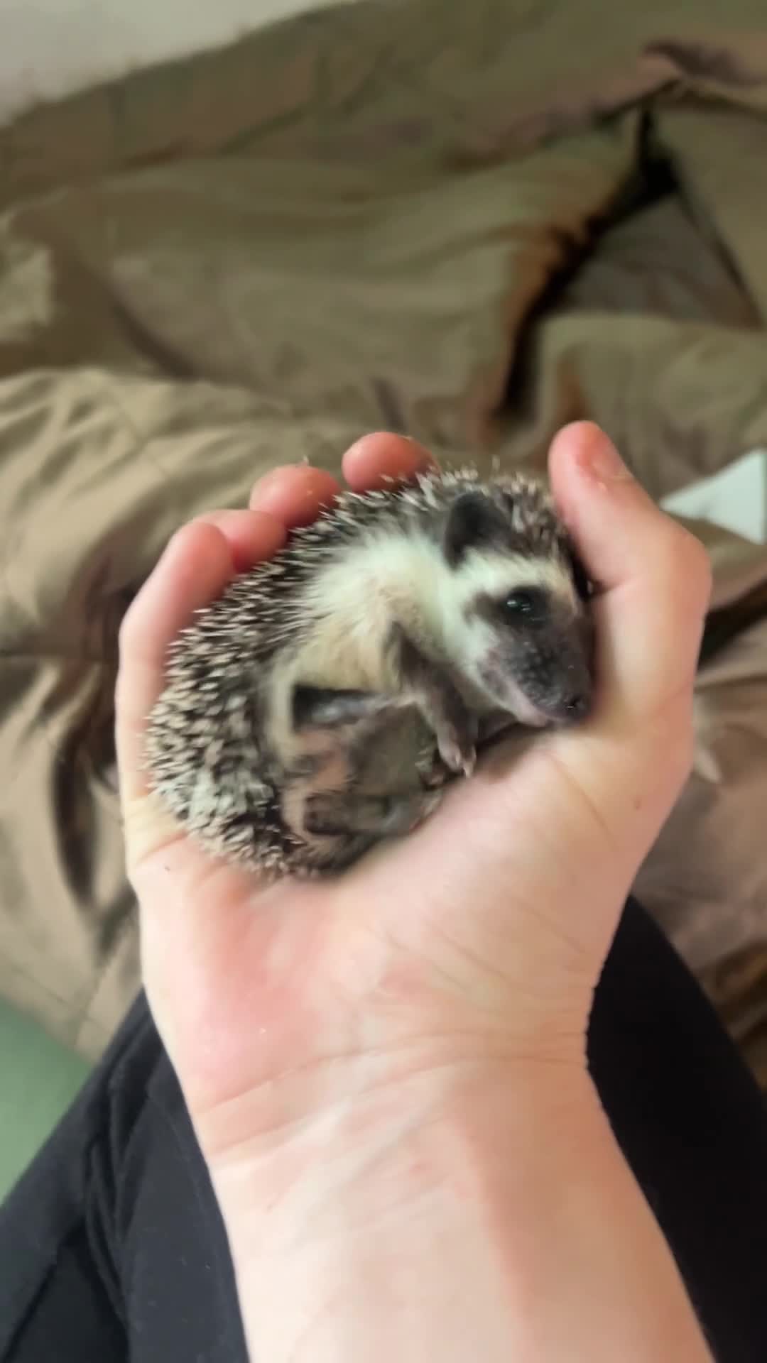 Pygmy Hedgehog rodents for sale: Two Gorgeous Hoglets for Loving Forever Homes - Video 1