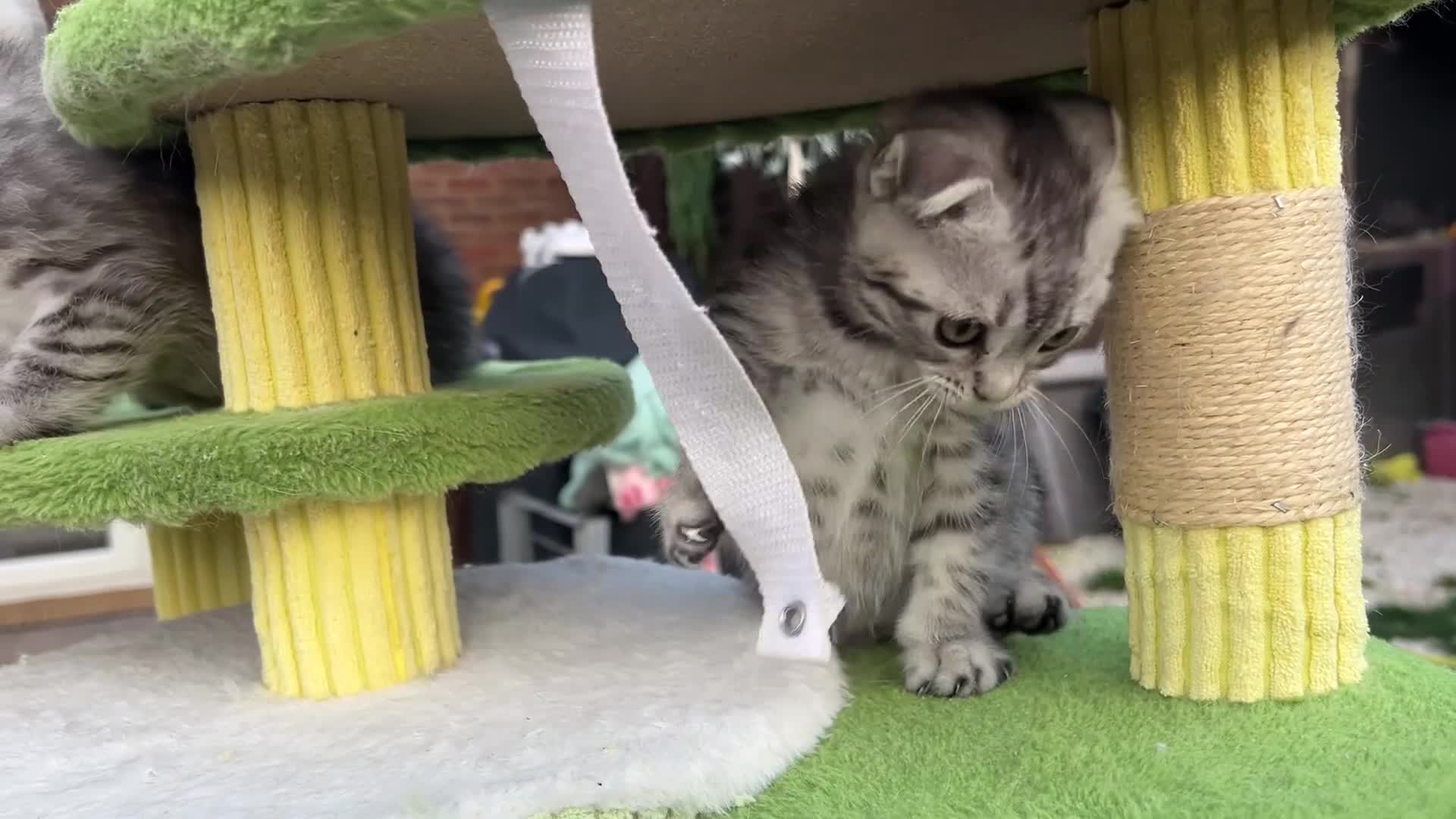 British Shorthair cats for sale: ❤️British shorthair Fold&Maine Coon ❤️ - Video 2